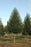 Tupelo, Green Gable™ Tupelo