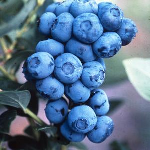 Blueberry, Duke Highbush, 2 gal (15-18 in)