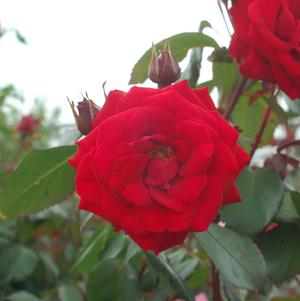 Rose, Europeana Floribunda Rose