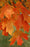 Maple, Fall Fiesta Sugar Maple