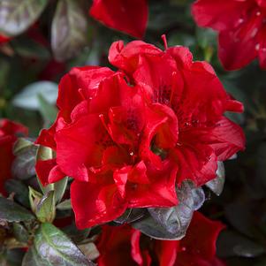 Azalea, Encore Autumn Fire Reblooming Dwarf Azalea