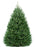6-7 ft Fraser Fir Fresh Cut Christmas Tree - Pink Tag