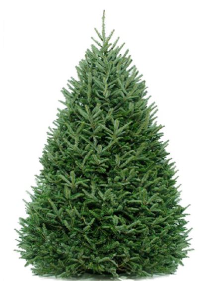 6-7 ft Fraser Fir Fresh Cut Christmas Tree - Pink Tag