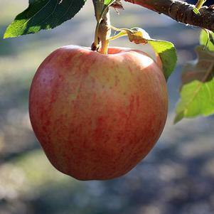 Apple, Fuji, 7 gal (5-7 ft)