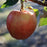 Apple, Fuji, 7 gal (5-7 ft)