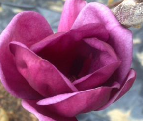 Magnolia, Genie