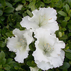 Azalea, Gumpo White Azalea