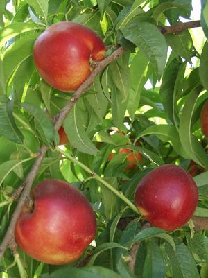 Nectarine, Independence, 7 gal (5-7 ft)