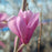 Magnolia, Jane Magnolia
