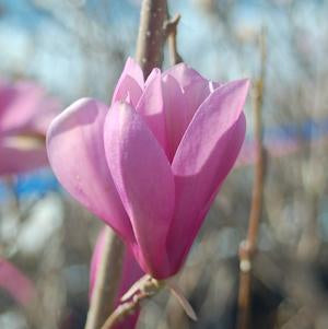 Magnolia, Jane Magnolia