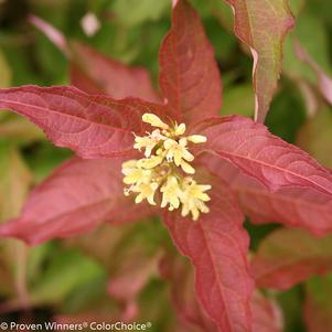 Honeysuckle, Kodiak Orange Bush Honeysuckle