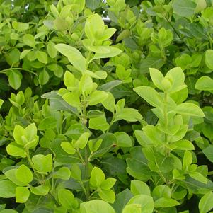 Euonymus, Manhattan Euonymous