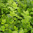 Euonymus, Manhattan Euonymous