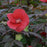 Hibiscus, Midnight Marvel Rose Mallow