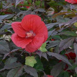 Hibiscus, Midnight Marvel Rose Mallow