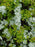 Spirea, Mellow Yellow Spiraea