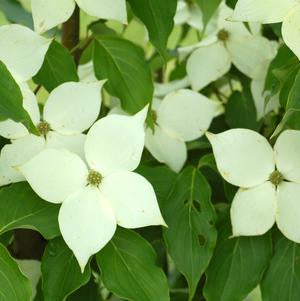 Dogwood, Milky Way Dogwood