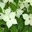 Dogwood, Milky Way Dogwood