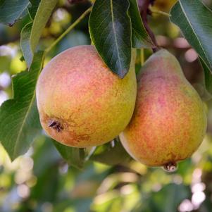 Pear, Dwarf Moonglow - European Pear, 7 gal. (5-6 ft)
