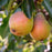 Pear, Dwarf Moonglow - European Pear, 7 gal. (5-6 ft)