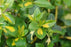Euonymus, Moonshadow Euonymus
