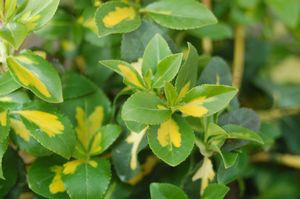 Euonymus, Moonshadow Euonymus
