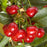 Cherry, North Star Tart Cherry, 7 gal (5-7 ft)