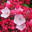 Mountain Laurel, Olympic Fire Mountain Laurel