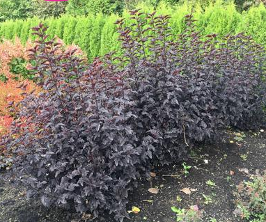 Ninebark, Panther® Ninebark