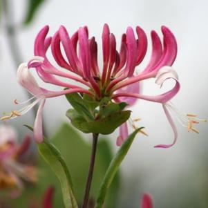Honeysuckle, Peaches and Cream Honeysuckle (Lonicaera periclymenum Peaches and Cream)