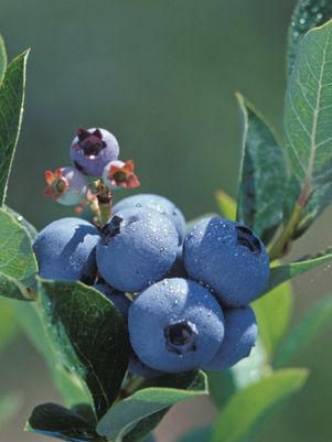 Blueberry, Polaris Half-Highbush, 2 gal (12-15 in)