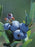 Blueberry, Polaris Half-Highbush, 2 gal (12-15 in)