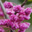 Redbud, Pink Pom Poms Eastern Redbud
