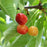 Cherry, Rainier - Sweet Cherry, 7 gal (5-7 ft)