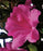 Azalea, Autumn Encore Royalty Reblooming Dwarf Azalea
