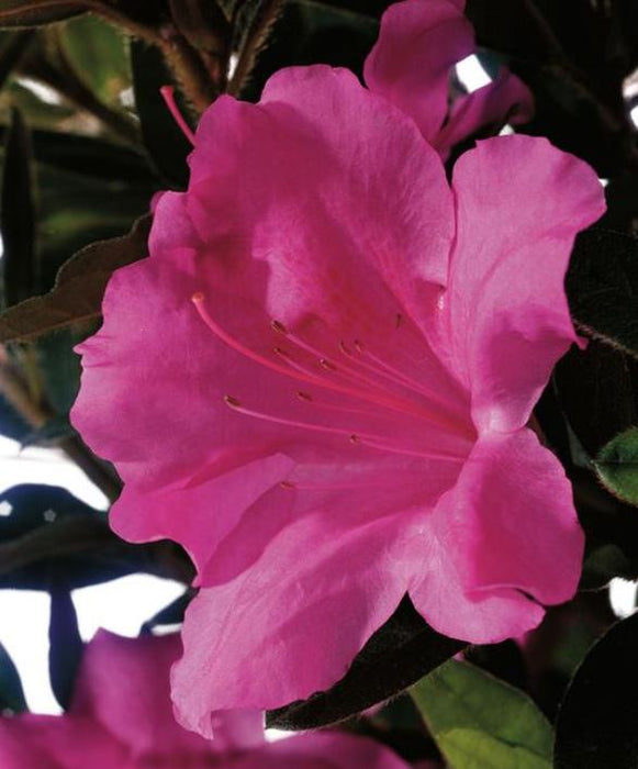 Azalea, Autumn Encore Royalty Reblooming Dwarf Azalea