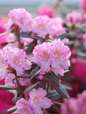 Rhododendron, Midnight Ruby Rhododendron