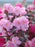 Rhododendron, Midnight Ruby Rhododendron