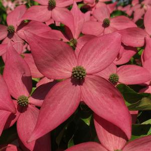 Dogwood, Scarlet Fire® Kousa Dogwood