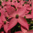 Dogwood, Scarlet Fire® Kousa Dogwood