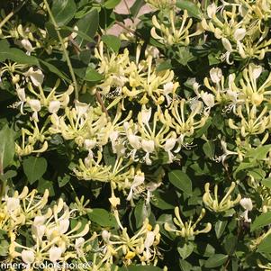 Honeysuckle, Scentsation Honeysuckle
