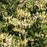 Honeysuckle, Scentsation Honeysuckle