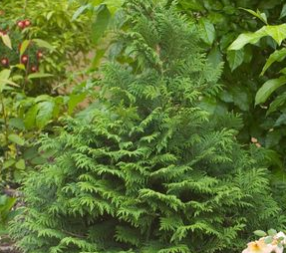 False Cypress, Soft Serve® False Cypress