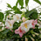 Weigela, Sonic Bloom® Pearl Weigelaa