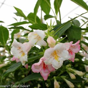Weigela, Sonic Bloom® Pearl Weigelaa