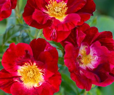 Rose, Red Streamer Climbing Rose
