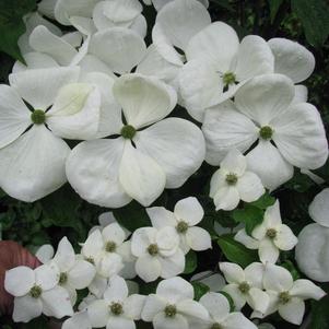 Dogwood, Venus Flowering Dogwood