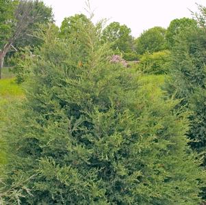 Juniper, Eastern Red Cedar Juniper