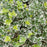 Euonymus, White Album® Wintercreeper