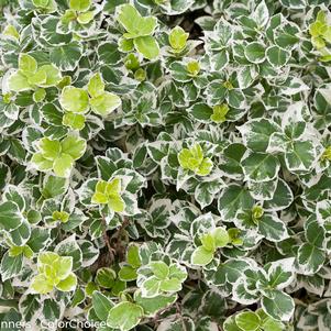 Euonymus, White Album® Wintercreeper